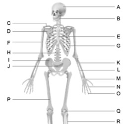 Label the skeleton worksheet answers