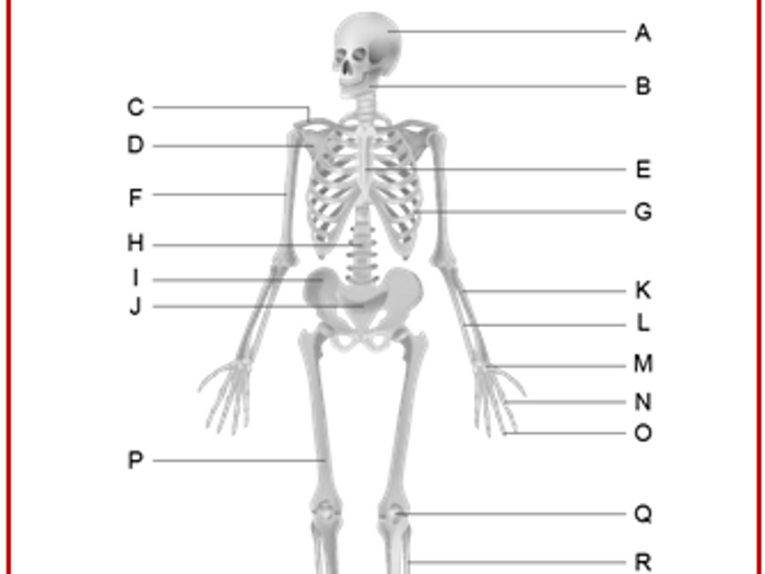 Label the skeleton worksheet answers