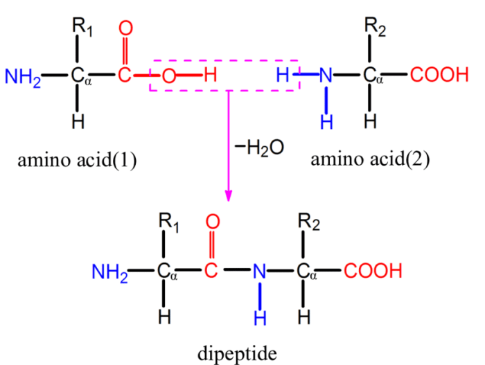 The dipeptide that will form will be