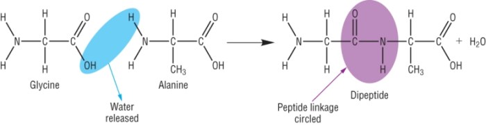 Proteins phenylalanine reaction between amino dipeptide acids condensation hydrolysis protein glycine two peptide bond into breaking digestion shows during back