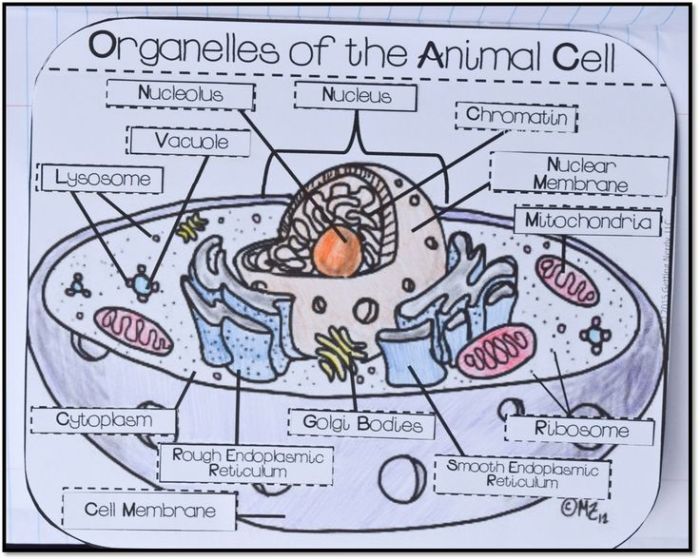 Getting nerdy llc genetics answer key