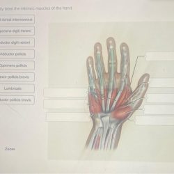 Wrist flexors label correctly hand solved