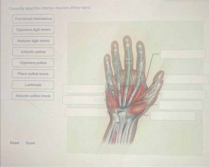 Wrist flexors label correctly hand solved