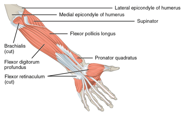 Extensor carpi radialis brevis wrist forearm tendon elbow tendons longus anatomia muscles physiology pollicis anatomie ecrb fisiologia epicondylitis flexor extensors