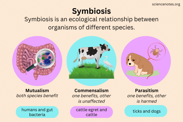 Ecological relationships what symbiotic relationships are seen in ecosystems